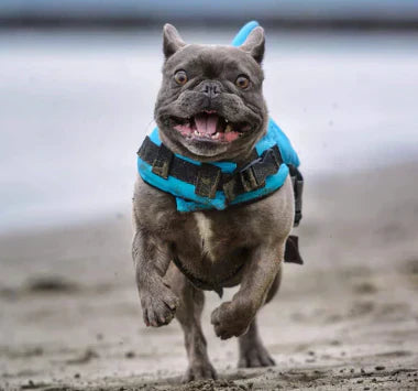 "Dog life jacket with shark fin, vibrant colors, adjustable straps, ensures pet safety and buoyancy in water adventures."