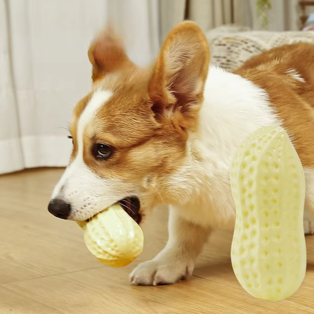 "Durable squeaky peanut-shaped chew toy in vibrant colors for dogs, promoting play, teeth cleaning, and cognitive engagement.