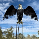Standing Owl and Flying Eagle