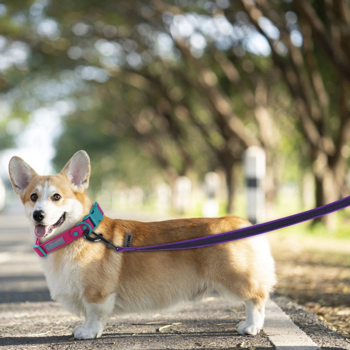 "Extra long waterproof dog lead with comfy handle, in orange, durable nylon for all weather, secure soft-touch grip."