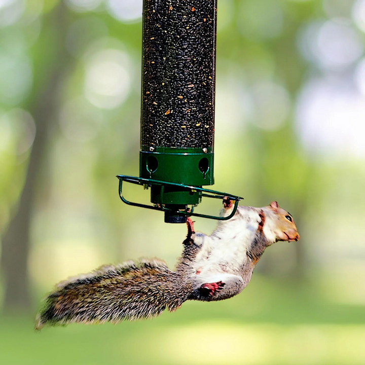 Outdoor squirrel-proof bird feeder with spinning perch, durable metal design, prevents squirrel access, large seed capacity.