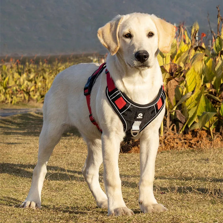 Reflective no-pull dog harness with handle, adjustable straps, and metal D-ring; visible and safe for night walks.